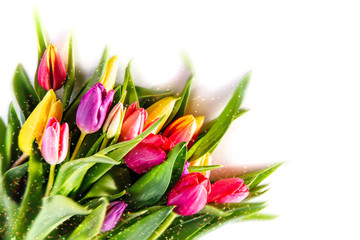 Bouquet of multi-colored tulips on a white background. Background, frame, isolate