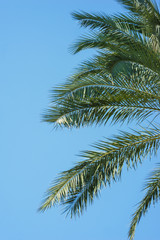Fototapeta na wymiar Green palm leaves against a clear blue sky. Traveling background concept. Coconut palm tree branches. Health, environmental friendliness and a clean environment for life.
