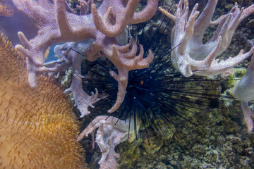 coral reef scenery