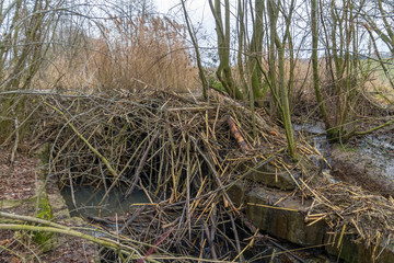 Beaver dam