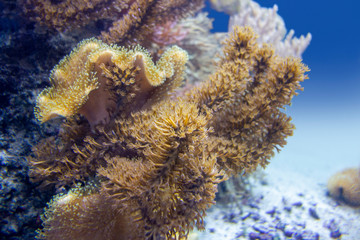 coral reef scenery
