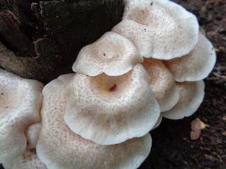 White poisonous mushroom in the nature background