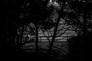  silhouette of trees in black and white with the sea in the background