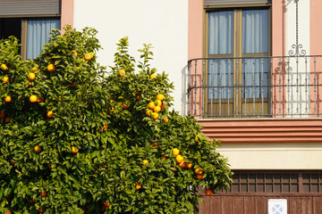 Fototapeta na wymiar Orange tree on a city street, Cordoba, Andalusia, Spain.
