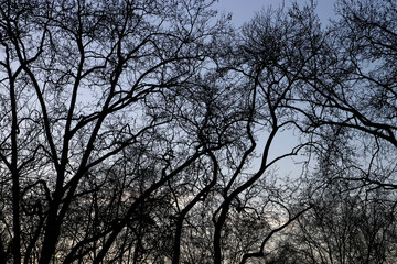 View of a forest in winter