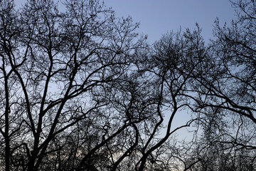 View of a forest in winter