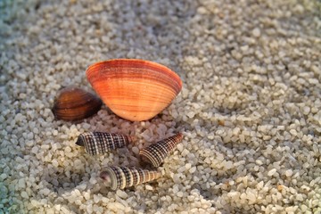 Muscheln im Abendlicht