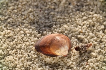 Muscheln im Abendlicht