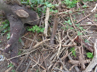 Close up wood beam on the nature background