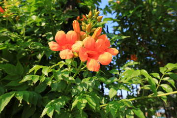 Chinese trumpet creeper blossoms in parks, North China
