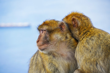 Two monkeys hug, Strait of Gibraltar, Spain. With selective focus.