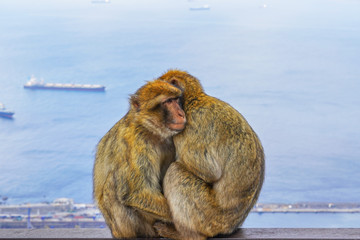 Naklejka premium Two monkeys hug, Strait of Gibraltar, Spain. With selective focus.
