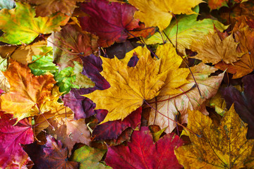 Bright yellow autumn leaves on the ground. Warm day in the autumn city park. Autumn background. Maple leaves, symbol. Soft focus and beautiful bokeh.