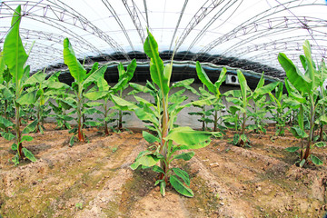 banana trees in greenhouses, North China