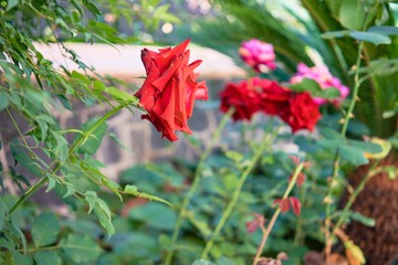Close up of beautiful flowering red roses at botanical garden