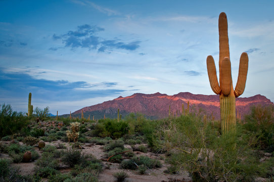 The west face of Usery Mountain glows in the warm light from a setting sun in Usery Mountain Regional Park, Mesa, Arizona.