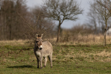 Ein Esel steht auf der Weide
