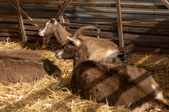 Ziege bei der Geburt