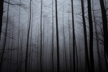 Obraz premium dark forest and trees in fog