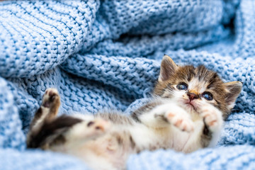 Cute kitten laying on blue blanket, with blue eyes wide open looking at the camera. Close up.