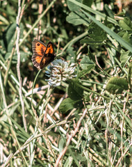 Butterfly on Grass