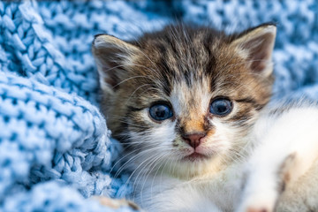 Cute tabby kitten relaxing on blue blanket, with blue eyes wide open looking at the camera. Close up.