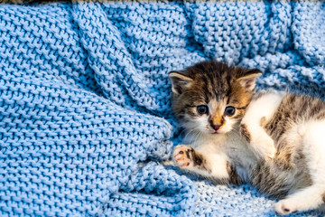 Cute tabby kitten relaxing on blue blanket, with blue eyes wide open looking at the camera. Close up.