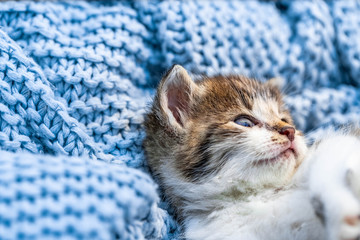 Cute tabby kitten relaxing on blue blanket, with blue eyes wide open looking at the camera. Close up.
