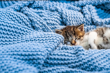 Cute kitten laying on blue blanket, with blue eyes wide open looking at the camera. Close up.