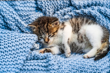 Cute tabby kitten sleeping on blue blanket, with blue eyes wide open looking at the camera. Close up.