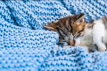 Cute tabby kitten sleeping on blue blanket, with blue eyes wide open looking at the camera. Close up.