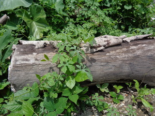 Close up wood beam on the nature background