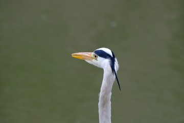 great blue heron in water