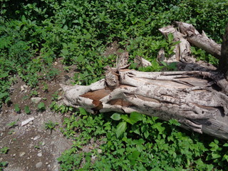 Close up wood beam on the nature background