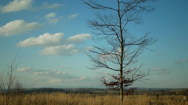 Bark wood beetle pest Ips typographus infestation, spruce bast tree infested attacked European spruce, making way wood larvae, clear cut calamity, independently growing last beech Fagus forest
