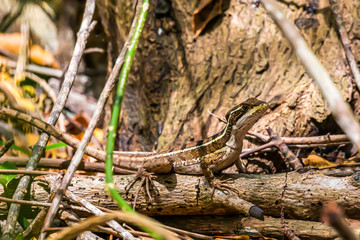 lizard on tree