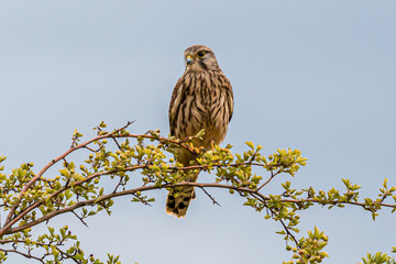 bird of prey