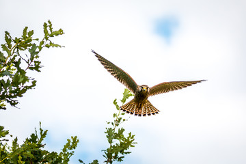 bird in flight