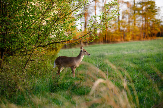Beautiful Nature Photo of Whitetail Doe Deer Standing in Lush Field Coming out of Forest and Green Grass and Flowers Shot Through Orange Wheat at Sunset in Summer