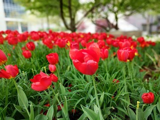 Red Tulips in the Park