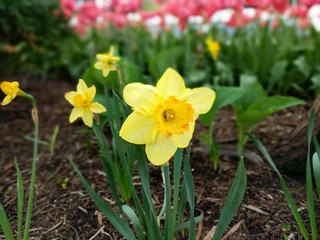 Yellow Daffodils in the Park