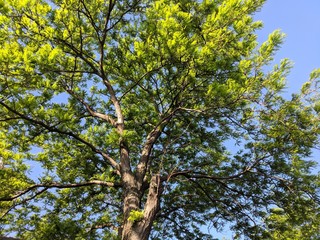 Tree in Spring and Blue Sky