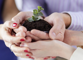 Group of business hands holding a fresh young sprout. Symbol of growing and green business
