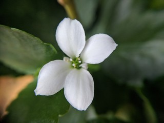 Small White Flower