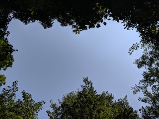 Tree-Framed Blue Sky
