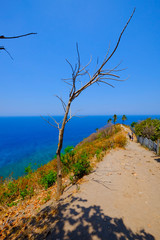 tree on the beach