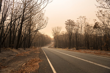 Forest after the bushfire, Australia