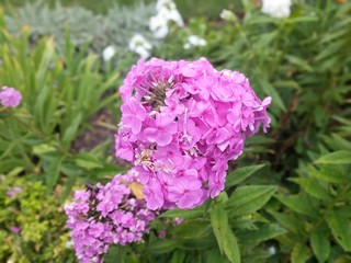 Fototapeta premium Pink Flowers in the Garden