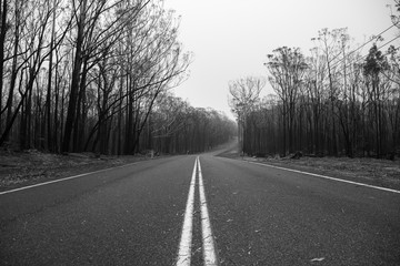 Fototapeta premium Black and white photo of a forest after the bushfire, Australia