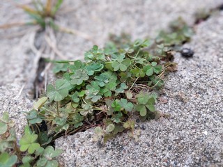 Clover in Concrete